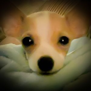 Meet your Posher, Dina